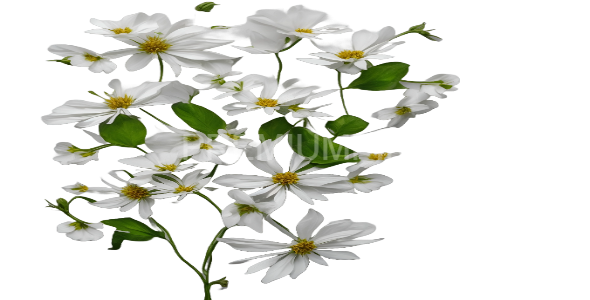 White Flowers on a transparent Background